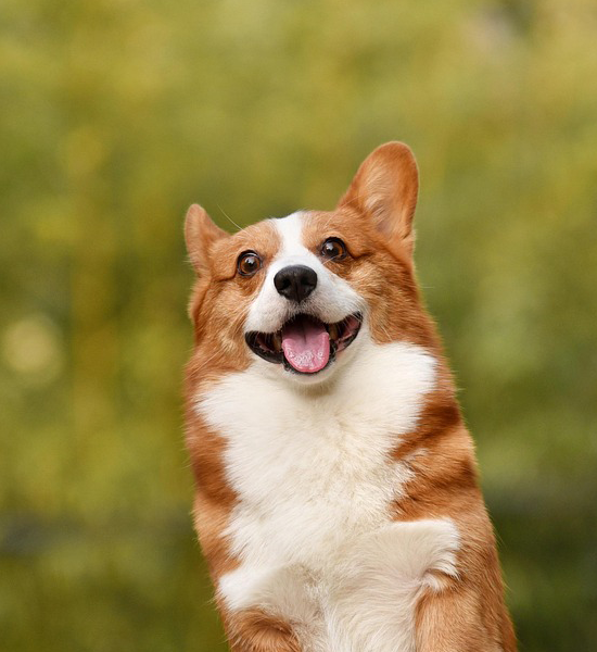 dog